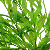 006 Bolbitis heudelotii